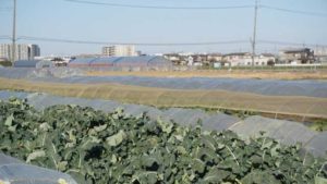 農地を評価するさいのリスクとは?